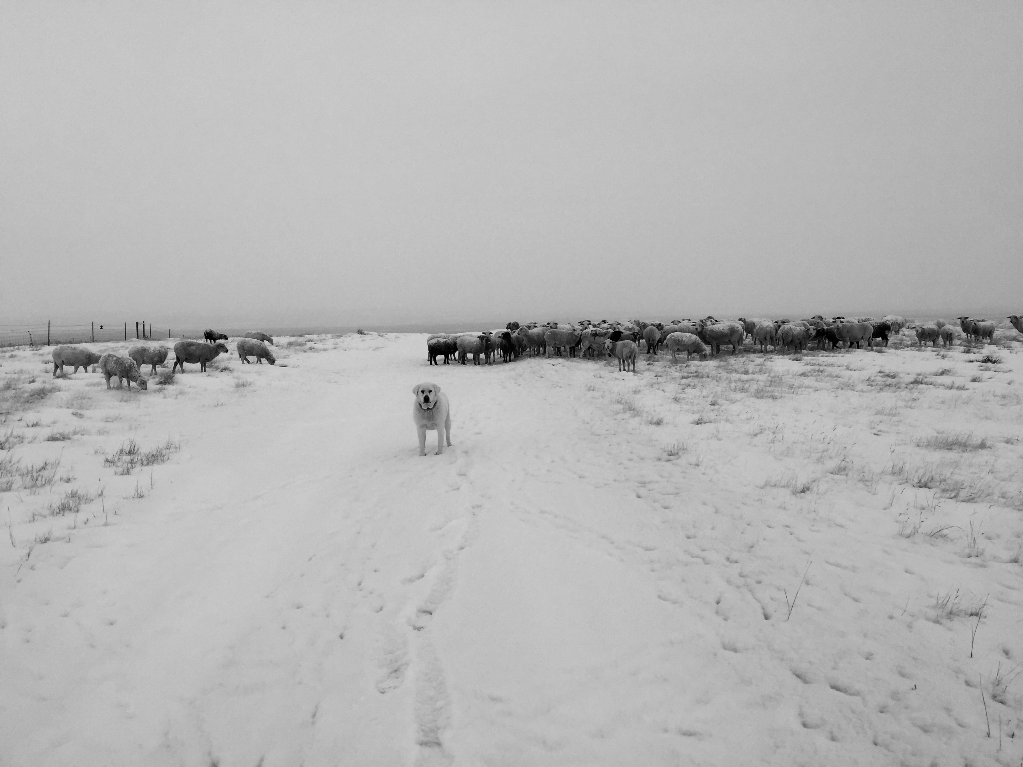 Bo Peep standing watch over the flock in a snowy Wyoming field